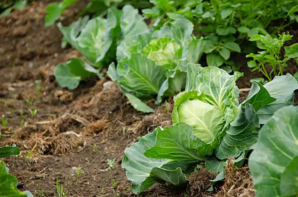 تصویر 3 از خرید کلم پیچ سبز + قیمت فروش استثنایی